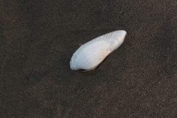 Sea shell on the sand at the beach, closeup of photo