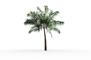 Naklejka premium Tropical palm tree with green foilage