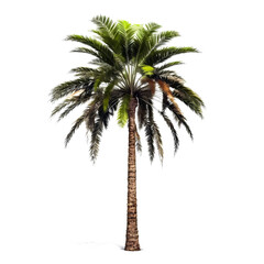 palm tree PNG. palm tree isolated on blank background PNG