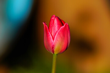 Bright multi-colored tulips in the spring park.