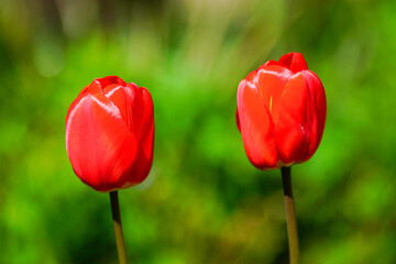 Bright multi-colored tulips in the spring park.