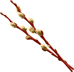 Two willow branches with buds. 
Vector illustration of branches of willow with buds. Pussy willow vector graphic on transparent background. 
Illustrations of trees in vector.
