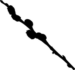 One willow branch with buds. Shape. Vector illustration of branches of willow with buds. Pussy willow vector graphic on transparent background.  Illustrations of trees in vector.  © SP--design
