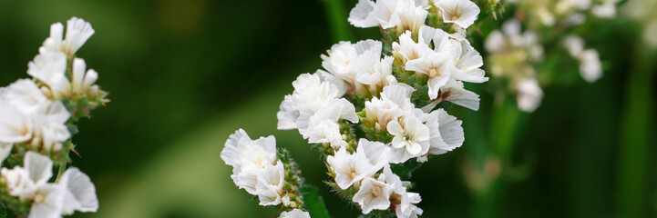 Fototapeta na wymiar Beautiful white summer spring flowers in garden