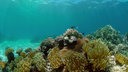 Coral Reef Fish Scene. Tropical underwater sea fish. Colourful tropical coral reef. Philippines.