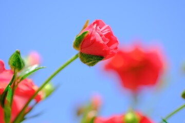 赤いラナンキュラスラックス