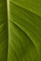 Close up of green leaf with veins and midrib, copy space