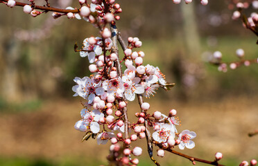 a flowering branch with the colors of spring