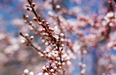 the flowering of the trees heralds spring