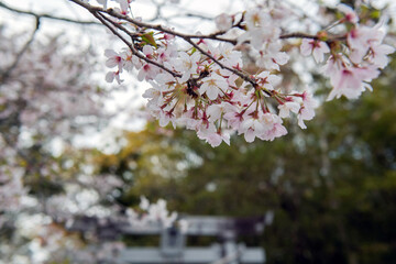 桜に覆われた久礼八幡