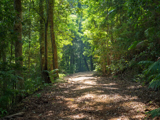 path through the rainforest