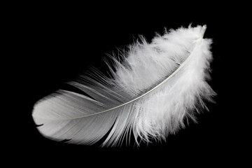 Fluffly White Feather Isolated on Black Background