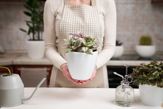 woman holding tradescantia pink clone potted plant indoors