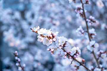 apricot flowers, beautiful spring background, selective focus.
