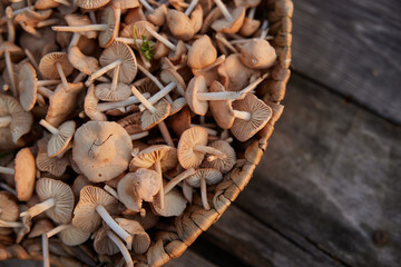 wicker basket full of edible mushrooms