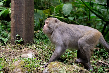 Macaque Monkey Walking in the Forest
