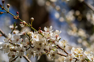 Die ersten weißen Blüten im März