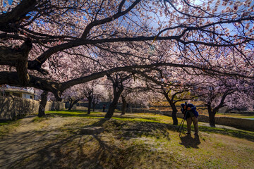 Fototapeta na wymiar pink blossom trees in the mountains 