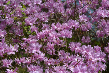 ミツバツツジ　花模様