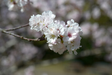 八重山古志　桜の花