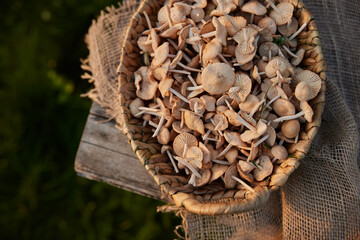 bunch of mushrooms shot from above