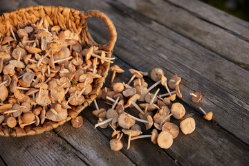 mushrooms collected for cooking in a basket