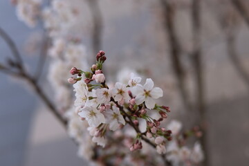 아파트 정원에 피어난 벚꽃