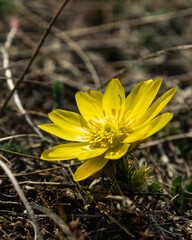 Yellow pheasant's eye or Adonis vernalis flower in nature