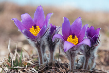 First spring flowers Pulsatilla halleri or pulsatilla taurica in nature