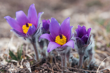 Fototapeta premium First spring flowers Pulsatilla halleri or pulsatilla taurica in nature