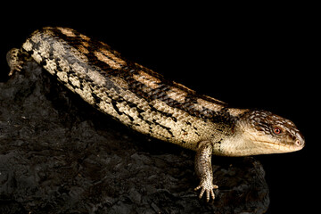 Blotched blue-tongued skink (Tiliqua nigrolutea) Lowland form