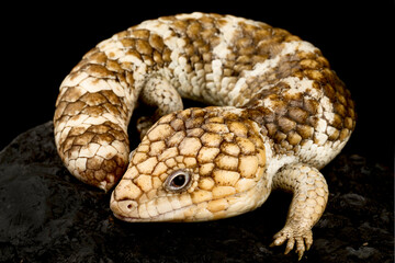 Western shingleback skink (Tiiqua rugosa rugosa)