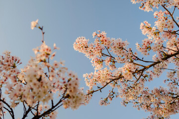 Sakura branch with flowers and blue sky in the background. Sun light.
