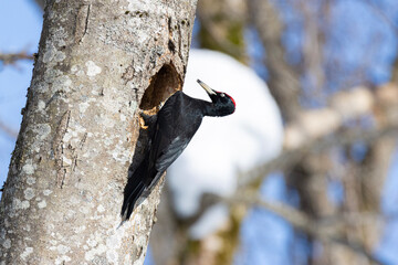 woodpecker on tree