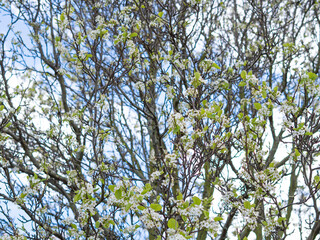 close up of blooming tree background and wallpaper,springtime