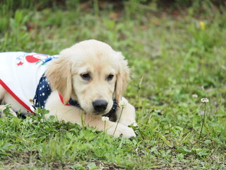休憩するゴールデンパピー犬
