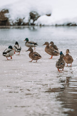 ducks on ice