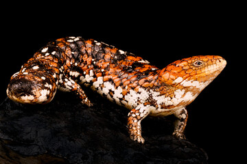 Western shingleback skink (Tiiqua rugosa rugosa)
