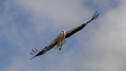 Storch im Flug
