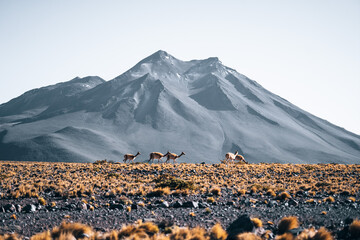 Vicuna animal llama in front of Volcanic mountains in San Pedro de Atacama Chile
