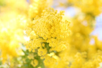 ミモザのクローズアップ