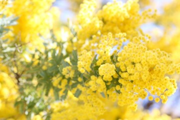 ミモザのクローズアップ