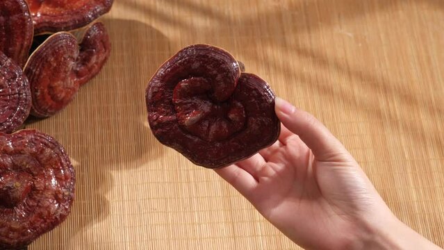 The female hand is holding a reishi mushroom, spinning around to show both the mushroom cap and the mushroom body. This is a rare and popular herb in Korea and China