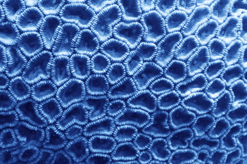 coral texture underwater background reef abstract sea