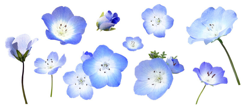ネモフィラ(* ᴗ͈ˬᴗ͈) ネモフィラ Images – Browse 15,848 Stock Photos, Vectors, and Video