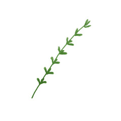 plant isolated