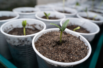 Close up of a small young cucumber plant in a white cup with soil and many other cucumber plants in the background