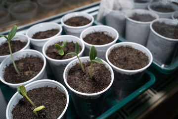 Young cucumber plants growing on the windowsill in spring