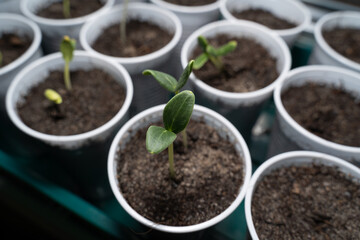 Young fresh cucumber seedlings in cups with soil in spring