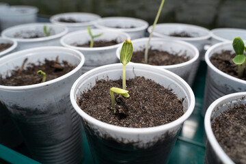 Young cucumber plants in cups in springtime on the windowsill 